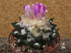 Ariocarpus bravoanus El Ňuňez XL květináč 9 cm - 12416078