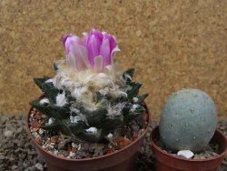 Ariocarpus bravoanus El Ňuňez XL květináč 9 cm - 12416079