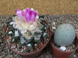 Ariocarpus bravoanus El Ňuňez XL květináč 9 cm - 12416080