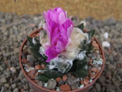 Ariocarpus bravoanus El Ňuňez XL květináč 6,5 cm - 12416081