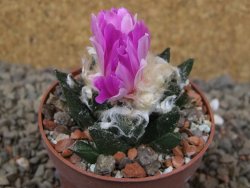 Ariocarpus bravoanus El Ňuňez XL květináč 6,5 cm - 12416082