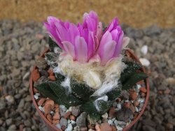 Ariocarpus bravoanus El Ňuňez XL květináč 6,5 cm - 12416083