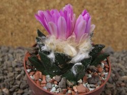 Ariocarpus bravoanus El Ňuňez XL květináč 6,5 cm