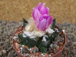Ariocarpus bravoanus El Ňuňez XL květináč 6,5 cm - 12416085