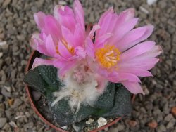 Ariocarpus lloydii, pot 6,5 cm - 12416086
