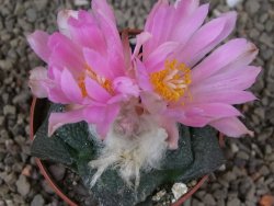 Ariocarpus lloydii, pot 6,5 cm - 12416087