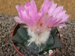 Ariocarpus lloydii, pot 6,5 cm - 12416088