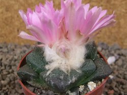 Ariocarpus lloydii, pot 6,5 cm
