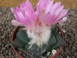Ariocarpus lloydii, pot 6,5 cm - 12416090