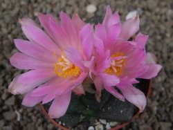 Ariocarpus lloydii, pot 6,5 cm - 12416091