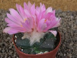 Ariocarpus lloydii, pot 6,5 cm - 12416092