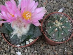 Ariocarpus lloydii, pot 6,5 cm - 12416093