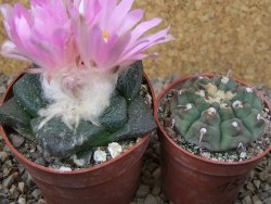 Ariocarpus lloydii, pot 6,5 cm - 12416094