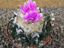 Ariocarpus fissuratus hintonii Matehuala XL květináč 8 cm - 12416095