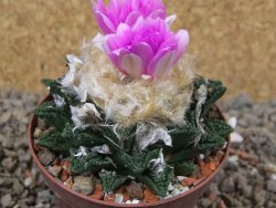 Ariocarpus fissuratus hintonii Matehuala XL květináč 8 cm