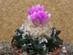 Ariocarpus fissuratus hintonii Matehuala XL květináč 8 cm - 12416097