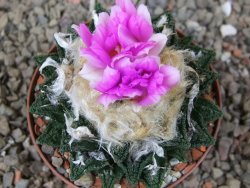 Ariocarpus fissuratus hintonii Matehuala XL květináč 8 cm - 12416098