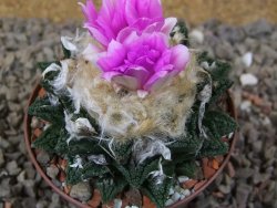 Ariocarpus fissuratus hintonii Matehuala XL květináč 8 cm - 12416099