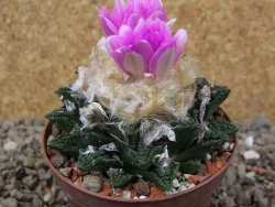 Ariocarpus fissuratus hintonii Matehuala XL květináč 8 cm - 12416100