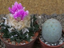 Ariocarpus fissuratus hintonii Matehuala XL květináč 8 cm - 12416101