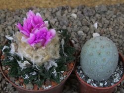 Ariocarpus fissuratus hintonii Matehuala XL květináč 8 cm - 12416102
