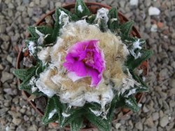 Ariocarpus fissuratus hintonii Matehuala XL květináč 8 cm - 12416103