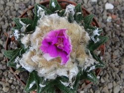 Ariocarpus fissuratus hintonii Matehuala XL květináč 8 cm