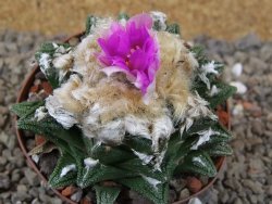 Ariocarpus fissuratus hintonii Matehuala XL květináč 8 cm - 12416105