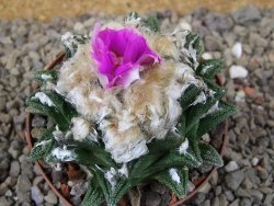 Ariocarpus fissuratus hintonii Matehuala XL květináč 8 cm - 12416106