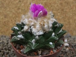 Ariocarpus fissuratus hintonii Matehuala XL květináč 8 cm - 12416107