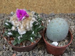 Ariocarpus fissuratus hintonii Matehuala XL květináč 8 cm - 12416108