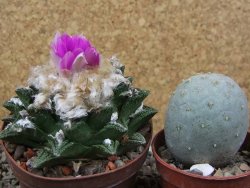 Ariocarpus fissuratus hintonii Matehuala XL květináč 8 cm - 12416109