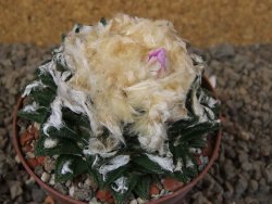 Ariocarpus fissuratus hintonii Matehuala XL květináč 9 cm - 12416110
