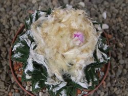 Ariocarpus fissuratus hintonii Matehuala XL květináč 9 cm - 12416111