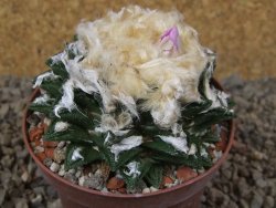 Ariocarpus fissuratus hintonii Matehuala XL květináč 9 cm - 12416112