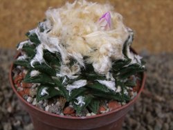 Ariocarpus fissuratus hintonii Matehuala XL květináč 9 cm - 12416113