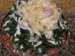 Ariocarpus fissuratus hintonii Matehuala XL květináč 9 cm - 12416114
