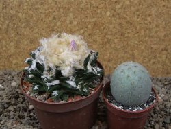 Ariocarpus fissuratus hintonii Matehuala XL květináč 9 cm - 12416116