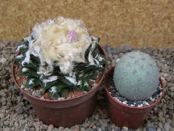 Ariocarpus fissuratus hintonii Matehuala XL květináč 9 cm - 12416117