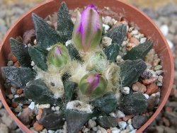 Ariocarpus scapharostrus Rayones, květináč 6,5 cm - 12416118