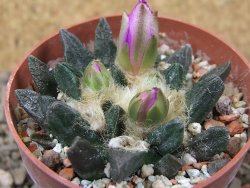 Ariocarpus scapharostrus Rayones, květináč 6,5 cm