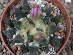 Ariocarpus scapharostrus Rayones, květináč 6,5 cm - 12416120