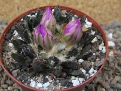 Ariocarpus scapharostrus Rayones, květináč 8 cm - 12416121