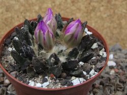 Ariocarpus scapharostrus Rayones, květináč 8 cm - 12416122
