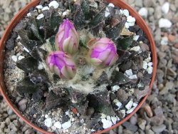 Ariocarpus scapharostrus Rayones, květináč 8 cm - 12416123