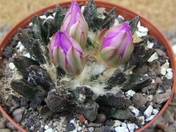 Ariocarpus scapharostrus Rayones, květináč 8 cm - 12416124
