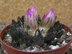 Ariocarpus scapharostrus Rayones, květináč 8 cm