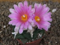 Ariocarpus fissuratus Cuatro Cienegas květináč 6,5 cm - 12416126