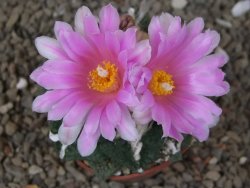 Ariocarpus fissuratus Cuatro Cienegas květináč 6,5 cm - 12416127