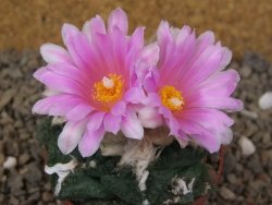 Ariocarpus fissuratus Cuatro Cienegas květináč 6,5 cm